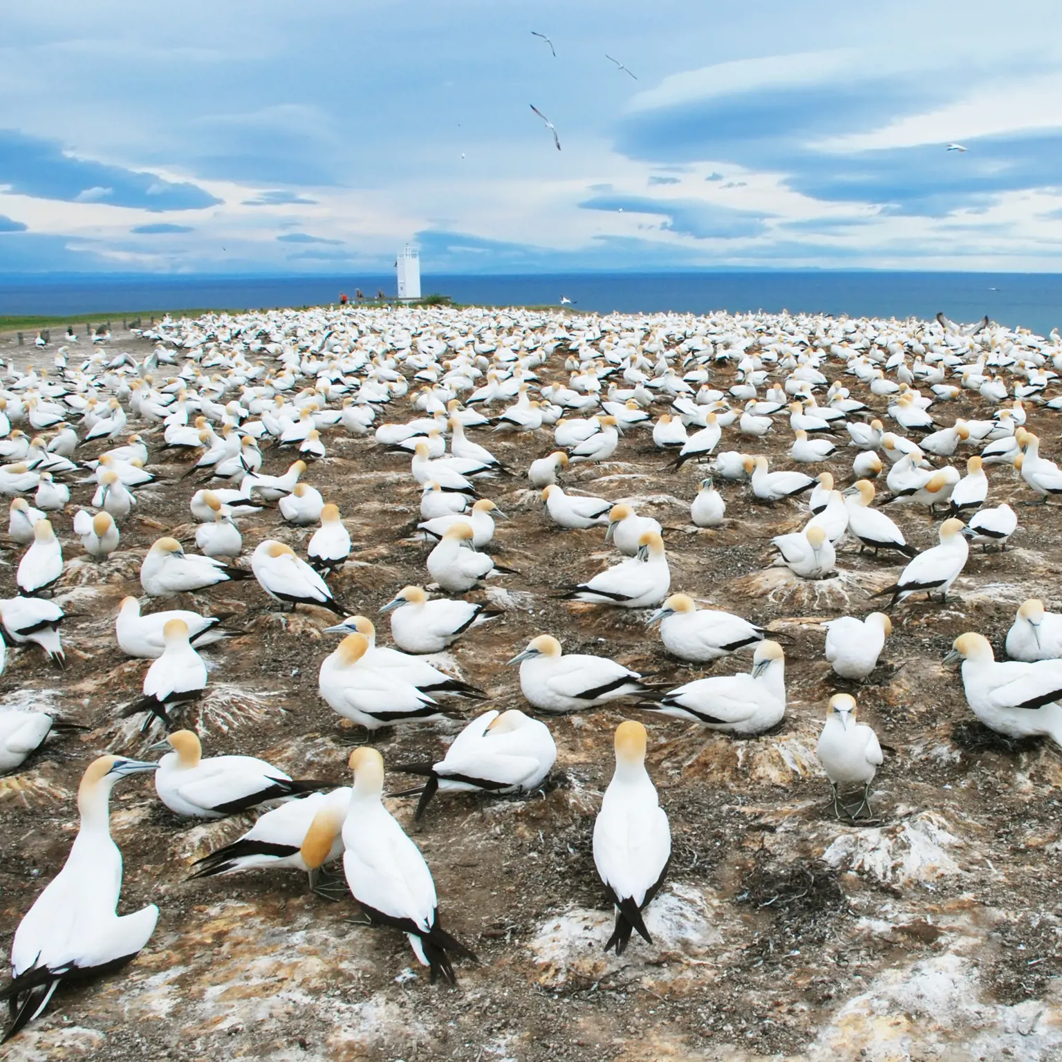 Tölpelkolonie beobachten am Cape Kidnappers